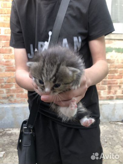 Котята