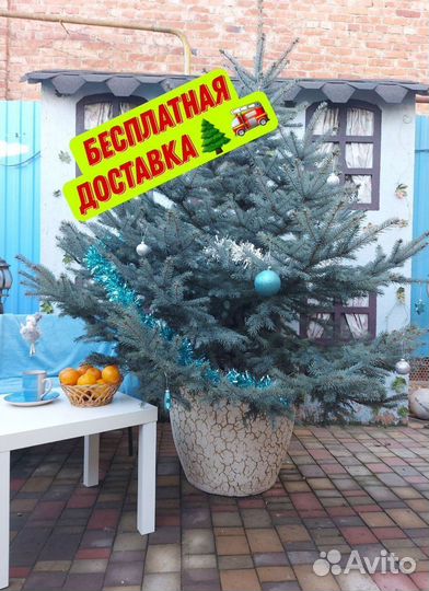 Ель Живая саженец 1м