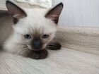 Сиамский котенок(девочка) объявление продам