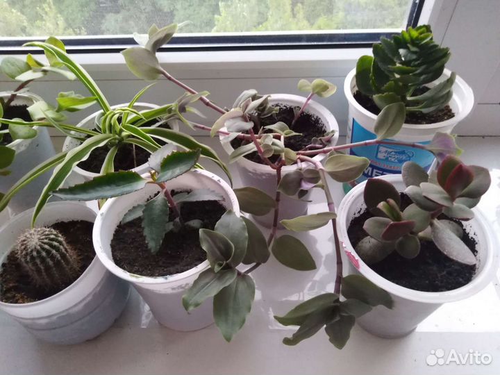 Комнатные цветы