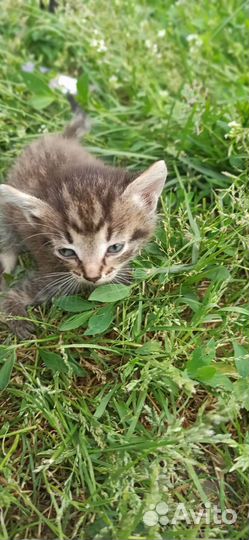 Котята в добрые руки бесплатно