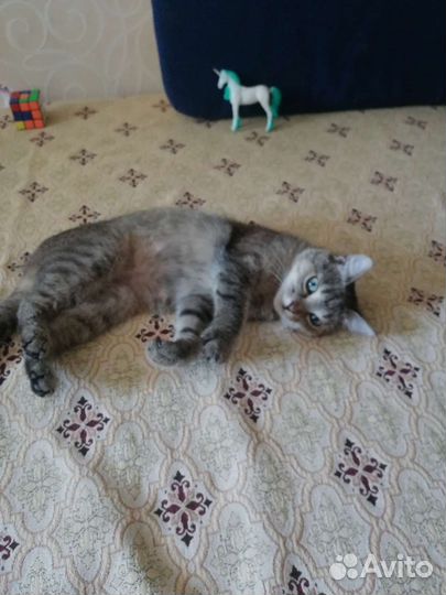 Сонечка ласкуша, стерилизована