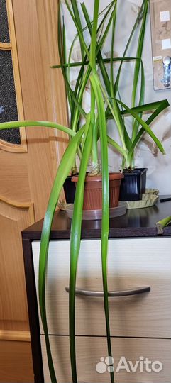 Индийский лук (птицемлечник)