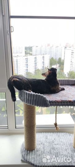 Британская кошка в дар