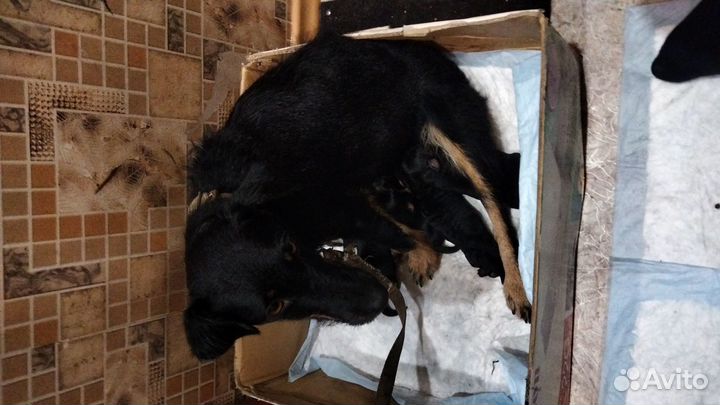 Продаю щенков, 4 девочки осталось