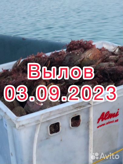 Морской гребешок