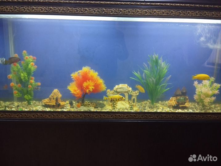 Аквариум с рыбками