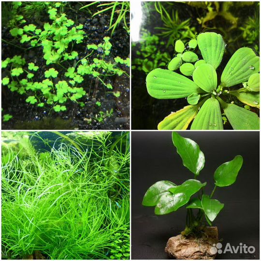 Растения аквариумные