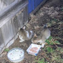 Котята в добрые руки бесплатно