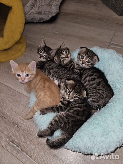 Шотландская