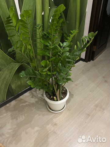 Замиокулькас