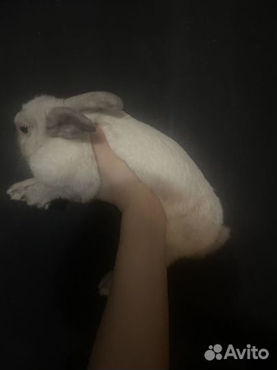 Декоративные кролики даром