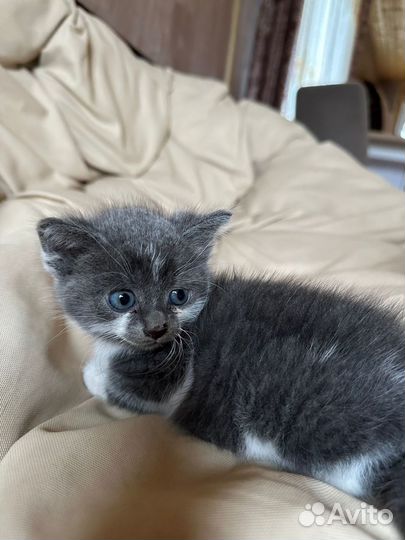 Котёнок с голубыми глазами в добрые руки