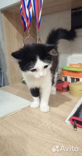 Котенок сибирской кошки