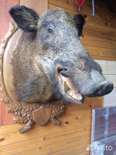 Чучело кабана с медальоном