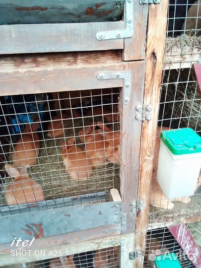 Кролики мясных пород