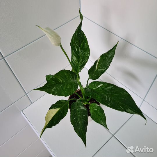 Спатифиллум Diamond(Даймонд)