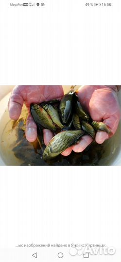 Живец карась