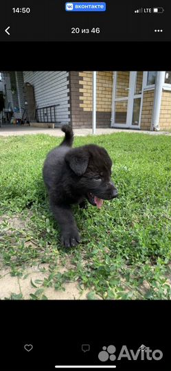 Щенки немецкой овчарки