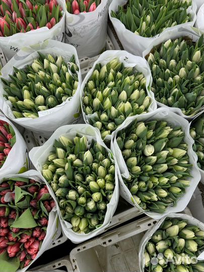 Белые тюльпаны на 8 марта опт