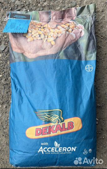 Семена кукурузы