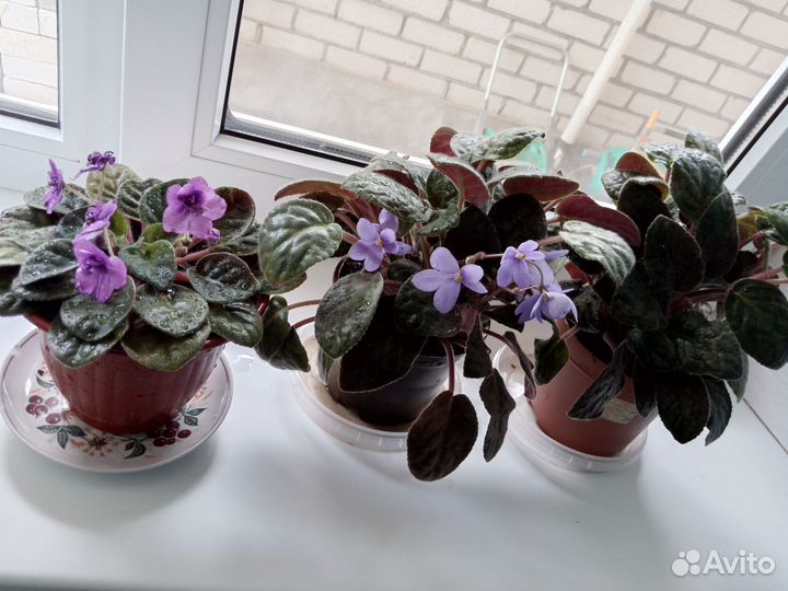 Фиалки комнатные