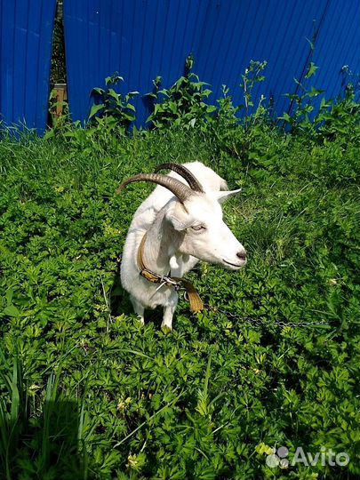 Продам козу дойную