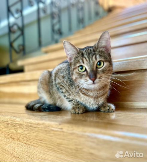 Ласковая, слишком ласковая Катюша ищет дом