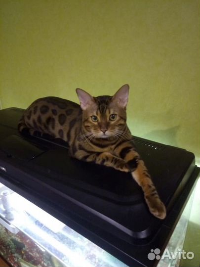 Бенгальский кот вязка