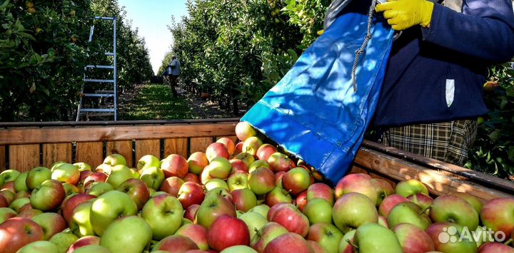 Работа Сборщиком яблок с проживанием