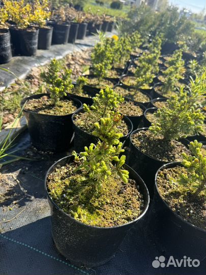 Хвойные растения