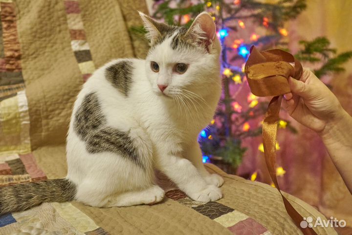 Котёнок Асик