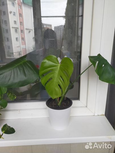 Монстера