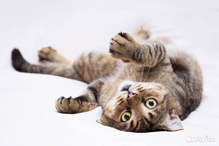 Кот бесплатно