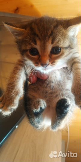 Котенок мальчик