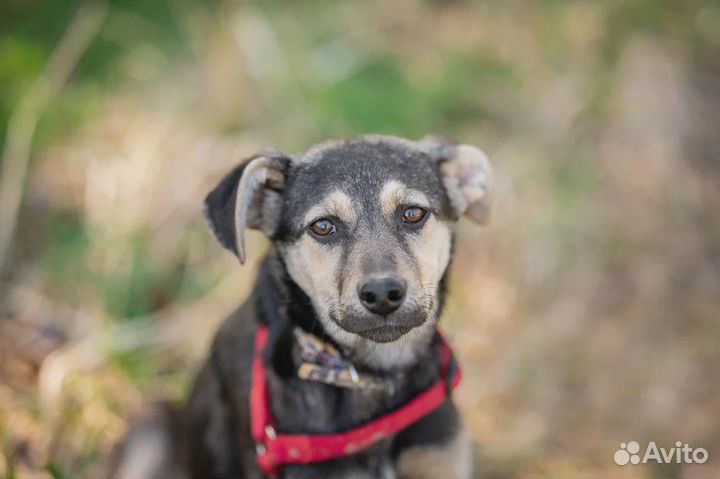 Щенок метис