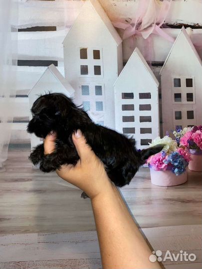 Мальтиболи