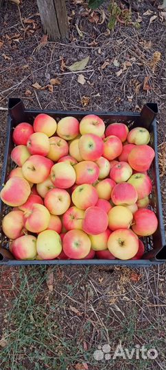Яблоки оптом