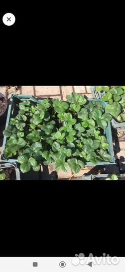 Клубника Чёрный принц, Азия саженцы