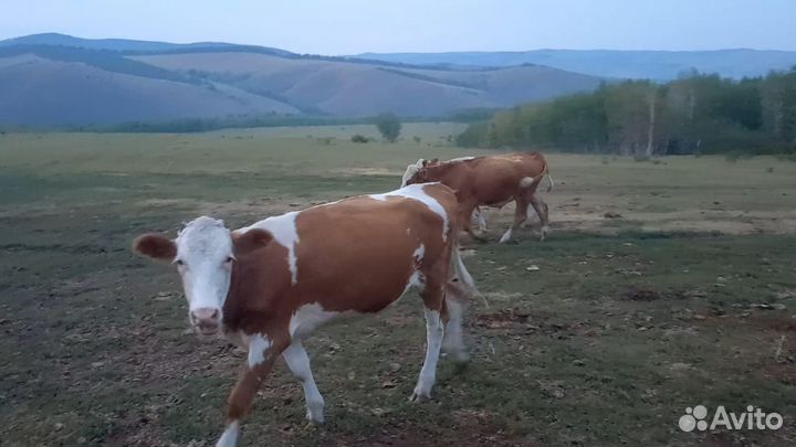 Разновозростной крс