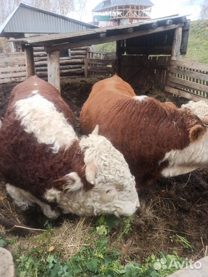 Быки Герефорды