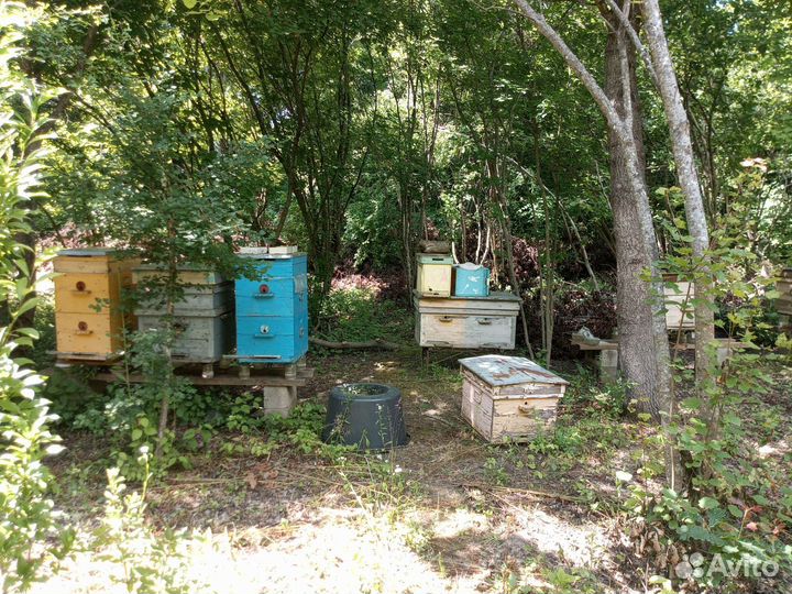Улей пасека пчелы