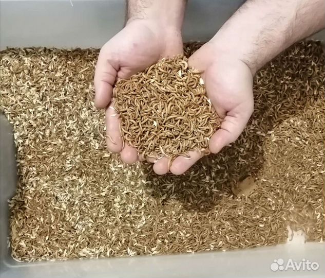 Кормовые насекомые