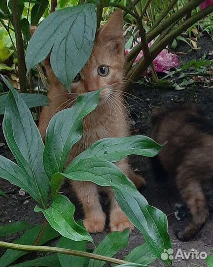 Котята