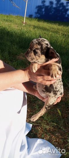 Французский бульдог щенки