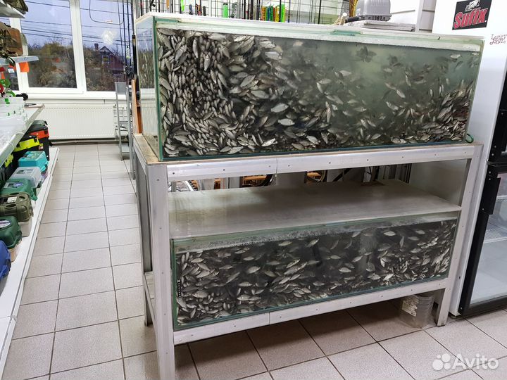 Живец карась, плотва