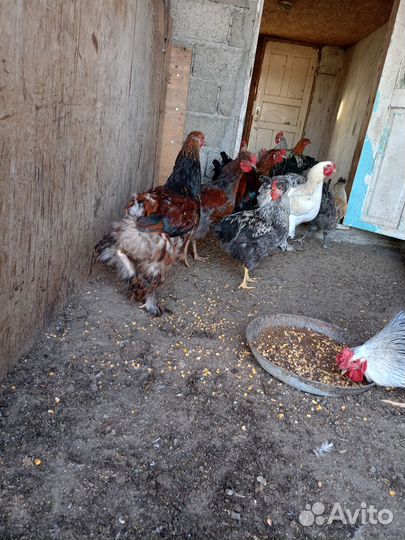 Петухи и куры Брама