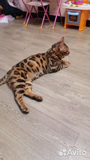 Бенгальский кот