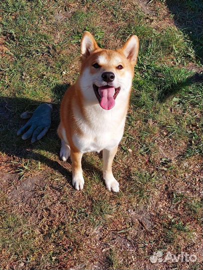 Мальчик сиба