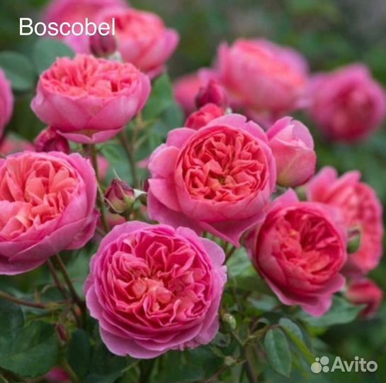 Кустовые розы саженцы